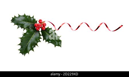 Ein Zweig, drei Blätter, aus grünem Stechpalme und roten Beeren und rotem Band für Weihnachtsdekoration isoliert auf weißem Hintergrund. Stockfoto