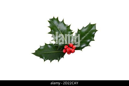 Ein Zweig, drei Blätter, aus grünem Stechpalme und roten Beeren für Weihnachtsdekoration isoliert auf weißem Hintergrund. Stockfoto