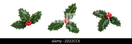 Eine Stechpalme Sammlung, drei Blätter, aus grünem Stechpalme und roten Beeren für Weihnachtsdekoration isoliert auf weißem Hintergrund. Stockfoto