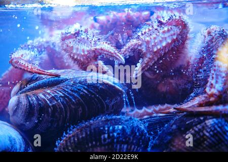 Erimacrus isenbeckii (Brandt) - viereckige haarige Krabbe auf Jakobsmuscheln, Nahaufnahme Stockfoto