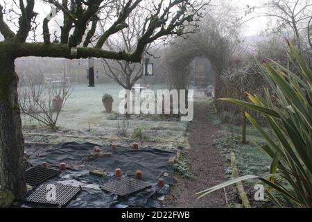 Eine wunderschöne Winterlandschaft Frostszene eines englischen Landes Garten bedeckt mit Nebel gefrorenen eisigen Wetter weiße Abdeckung Auf Birnen Espalier Baum Büsche Stockfoto