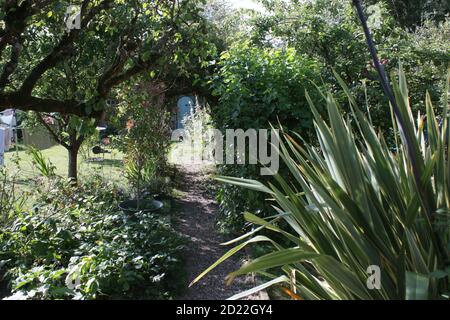 Landschaftsansicht im Sommer englischer Landgarten mit Espalier Birne Baum mit Früchten Lavendel Rose Bogen Busch Blumen Gras Rasen & Pflanzen & geheime Tür Stockfoto
