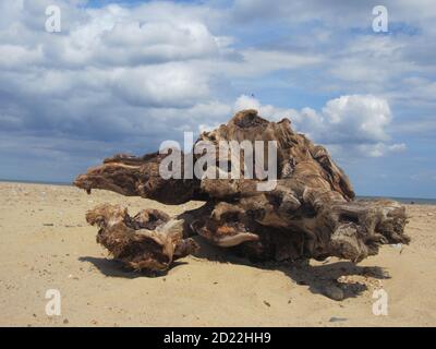 Nahaufnahme eines riesigen, prähistorischen alten hölzernen Treibholzes an einem Sandstrand mit blauem Himmel und Meer in Norfolk East Anglia England im Sommerurlaub Stockfoto