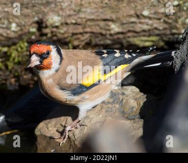 Erwachsener europäischer Goldfink (Carduelis carduelis), der aus einem Pool trinkt Stockfoto
