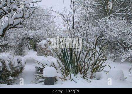 Eine schöne Landschaft Winter Schnee Szene von einem englischen Bio Landgarten gefrorenen eisigen Wetter weiße Schicht Abdeckung auf Birne Espalier Baumweg Rasen stieg Stockfoto