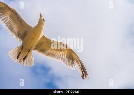 Europäische Heringsmöwe im Flug mit einem massiven blauen Himmel Hintergrund Stockfoto