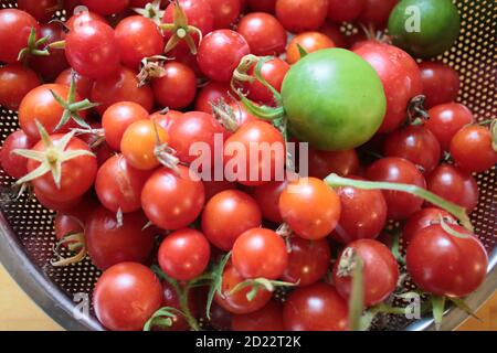 Nahaufnahme von Tomaten, die frische reife saftige Frucht aus Bio-Zuteilung Landgarten geerntet, im Sommer selbst angebaut in Holz Metall Schüsseln Küche Stockfoto