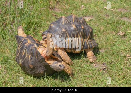 Abgestrahlte Schildkröten (Astrochelys radiata). Männchen, Erwachsene, Rivale, kämpferische Männchen. Mit gular, die beiden vordersten, plastron, laminae, zu RAM und zu lev Stockfoto