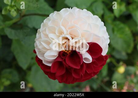 Nahaufnahme atemberaubend schöne Dahlia rot weiß Farbe, scharfen Kontrast die einzelne Multi Blütenblatt Bio-Blume in voller Blüte im englischen Landgarten Stockfoto