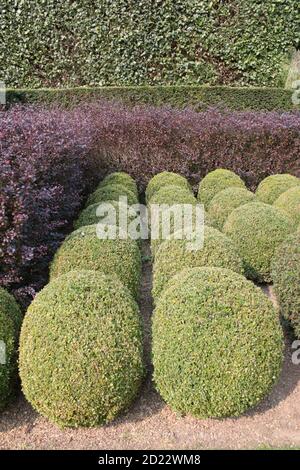 Landschaft von topiary Hecken in Englisch formal Garten Park Design in runden kreisförmigen grünen schönen Formen geschnitten, in ordentlich geraden Reihen im Sommer gewachsen Stockfoto