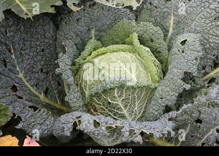 Nahaufnahme von großen grünen Kohl, zeigt Adern gewellte Blätter mit runden kompakten Zentrum des Gemüses zu Hause in Bio Land englischen Garten angebaut Stockfoto