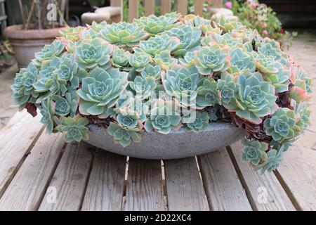 Nahaufnahme Makro von exotischen Kakteen Art Pflanze, Flora wächst in großen Topf im Gewächshaus in Bio-Garten, die regelmäßige grün gemusterten dicken Blütenform Stockfoto