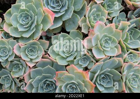Nahaufnahme Makro von exotischen Kakteen Art Pflanze, Flora wächst in großen Topf im Gewächshaus in Bio-Garten, die regelmäßige grün gemusterten dicken Blütenform Stockfoto