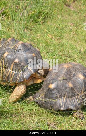 Abgestrahlte Schildkröten (Astrochelys radiata). Männchen, Erwachsene, Rivale, kämpferische Männchen. Im Begriff, gular, die beiden vordersten, plastron, laminae, zu rammen und zu verwenden Stockfoto