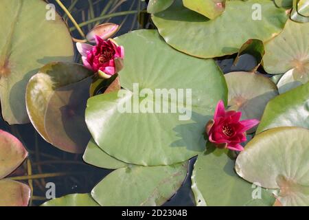 Nahaufnahme von atemberaubenden leuchtend rosa Lilienblumen und Knospen grün großen Pad, Blatt Blätter Lilien Reflexionen in noch klaren Teich Garten Park See Wasser Stockfoto