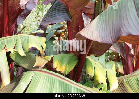 Nahaufnahme Makro der schönen exotischen Banane Regenwald Pflanze In voller Blüte mit großen lila grünen gesunden Blättern rund Samen Schoten wachsen in geschützt Stockfoto