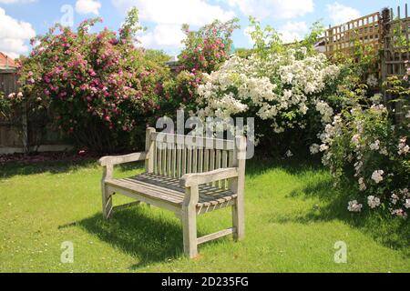 Landschaft der Parkbank vintage Holz getragen Sitz leer auf Garten Gras Rasen mit schönen weißen rosa Rosensträucher in Volle Blüte im Hintergrund Sommer Stockfoto