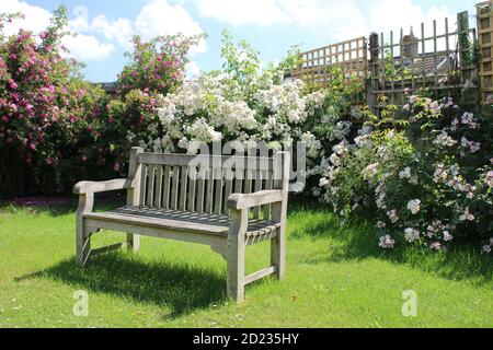 Landschaft der Parkbank vintage Holz getragen Sitz leer auf Garten Gras Rasen mit schönen weißen rosa Rosensträucher in Volle Blüte im Hintergrund Sommer Stockfoto