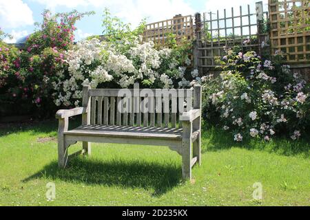 Landschaft der Parkbank vintage Holz getragen Sitz leer auf Garten Gras Rasen mit schönen weißen rosa Rosensträucher in Volle Blüte im Hintergrund Sommer Stockfoto