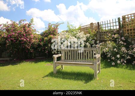 Landschaft der Parkbank vintage Holz getragen Sitz leer auf Garten Gras Rasen mit schönen weißen rosa Rosensträucher in Volle Blüte im Hintergrund Sommer Stockfoto