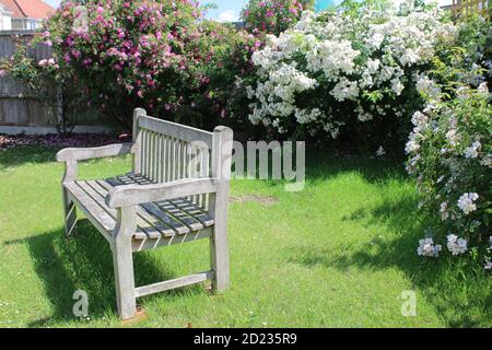 Landschaft der Parkbank vintage Holz getragen Sitz leer auf Garten Gras Rasen mit schönen weißen rosa Rosensträucher in Volle Blüte im Hintergrund Sommer Stockfoto