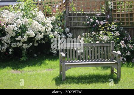 Landschaft der Parkbank vintage Holz getragen Sitz leer auf Garten Gras Rasen mit schönen weißen rosa Rosensträucher in Volle Blüte im Hintergrund Sommer Stockfoto