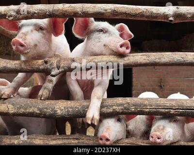 Neugeborene neugierige Schweine in einem Stall, der den Holzzaun klettert Stockfoto