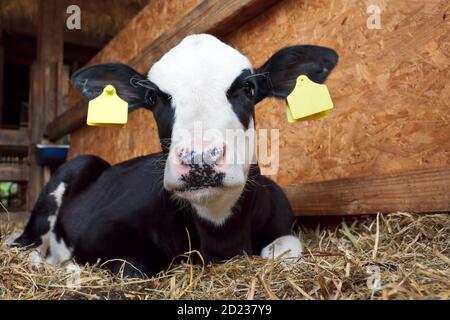 Junge schwarze und weiße niederländische Kalb im Stall Stockfoto