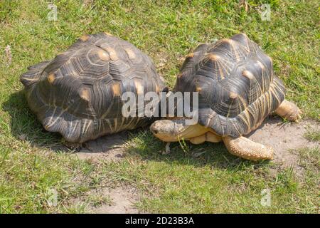 Abgestrahlte Schildkröten (Astrochelys radiata). Männchen, Erwachsene, Rivale, kämpferische Männchen. Zirkulieren um einander. Mit dem Ziel, gular, die beiden Frontmo verwenden Stockfoto