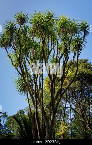 Neuseeländischer Kohlbaum in Rapaura Watergardens, Themse, Nordinsel, Neuseeland. Stockfoto