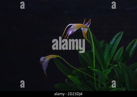 Nahaufnahme der blühenden Masdevallia Orchidee. Dunkler Holzhintergrund. Stockfoto