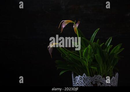 Nahaufnahme der blühenden Masdevallia Orchidee. Dunkler Holzhintergrund. Stockfoto