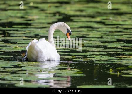 Wunderschöne Nahaufnahme eines wilden, erwachsenen stummen Schwans (Cygnus olor), isoliert in einem Seerosenteich im Vereinigten Königreich, schwimmt im Wasser zwischen den grünen Seerosenpolstern. Stockfoto