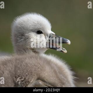 Kopfschuss EINES jungen Baby stumm Schwans, Cygnus olor, mit seinem Schnabel Open Calling. Aufgenommen bei Stanpit Marsh UK Stockfoto