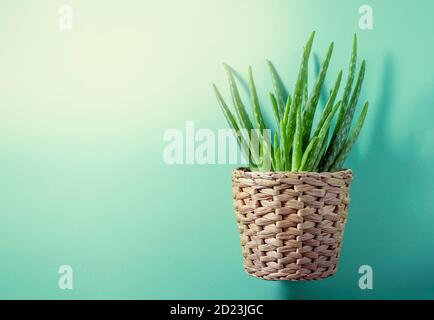 Aloe Pflanze in einem Topf auf grünem Hintergrund. Stockfoto