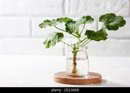 Pflanzen neuer Pflanzen. Stecklinge und Triebe von Geranie- und Pelargonium-Pflanzen, die im Wasser für das Wurzelwachstum stehen. Pelargonium Sämlinge zu Hause. Stockfoto