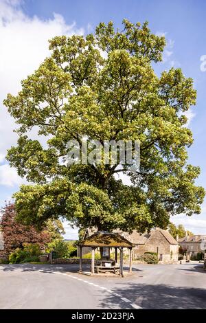 Ein Baum mit einem Schutz um seinen Stamm bei der Begegnung von drei Spuren im Zentrum des Cotswold Dorf Miserden, Gloucestershire UK Stockfoto