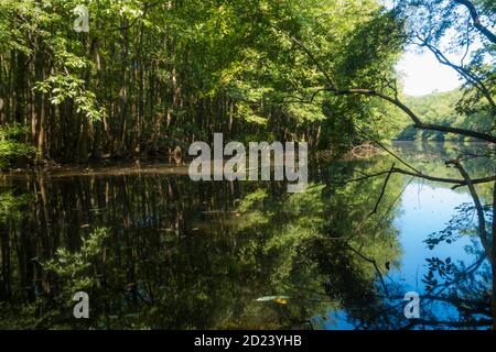 Reise- und Landschaftsbilder im Congaree Nationalpark im Süden Carolina, USA Stockfoto