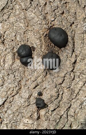 Kohlepilz, Kohlebälle, Königskuchen oder Feuerstartpilz (Daldinia concentricia). Auf der Rinde einer toten Esche (Fraxinus excelsior), Stockfoto