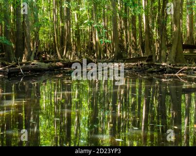 Reise- und Landschaftsbilder im Congaree Nationalpark im Süden Carolina, USA Stockfoto