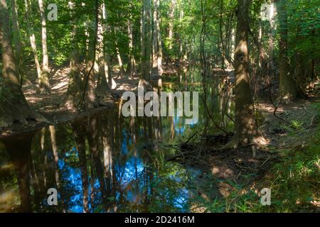 Reise- und Landschaftsbilder im Congaree Nationalpark im Süden Carolina, USA Stockfoto