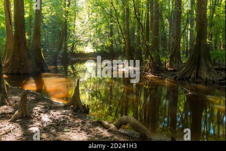 Reise- und Landschaftsbilder im Congaree Nationalpark im Süden Carolina, USA Stockfoto