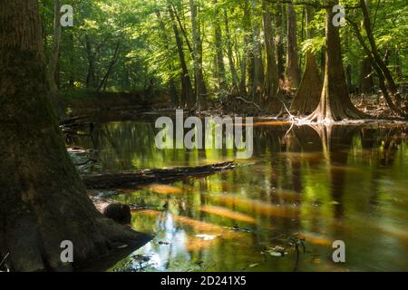 Reise- und Landschaftsbilder im Congaree Nationalpark im Süden Carolina, USA Stockfoto