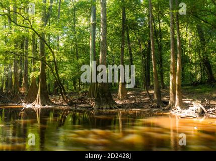 Reise- und Landschaftsbilder im Congaree Nationalpark im Süden Carolina, USA Stockfoto