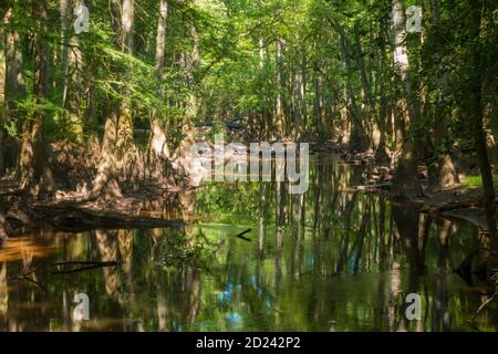 Reise- und Landschaftsbilder im Congaree Nationalpark im Süden Carolina, USA Stockfoto