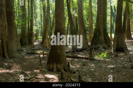 Reise- und Landschaftsbilder im Congaree Nationalpark im Süden Carolina, USA Stockfoto