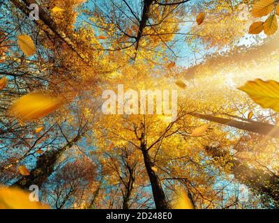 Die Sonne scheint durch Zweige eines Laubbaumes mit gelbem Laub im Herbst, mit blauem Himmel Stockfoto