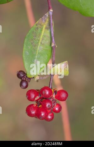 Geißblatt (Lonicera periclymenum). Rote Beeren oder Früchte, die mehrere Samen enthalten, mit den Resten von Sepalen auf der Oberseite. Typisch geformtes Blatt auf t Stockfoto