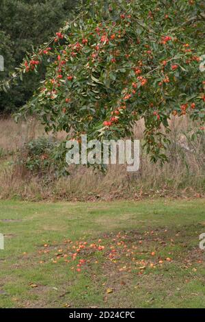 Crab Apple, Baum, Obst, (Malus sylvestris). Farbenfrohe Herbstfrüchte. Gewicht der Zahlen, die die Zweige tragen. Einige Äpfel auf dem Boden. Wilde Vorfahren Stockfoto