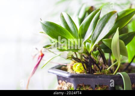 Nahaufnahme der Masdevallia Orchidee in Blüte. Miniatur-Orchideen Stockfoto